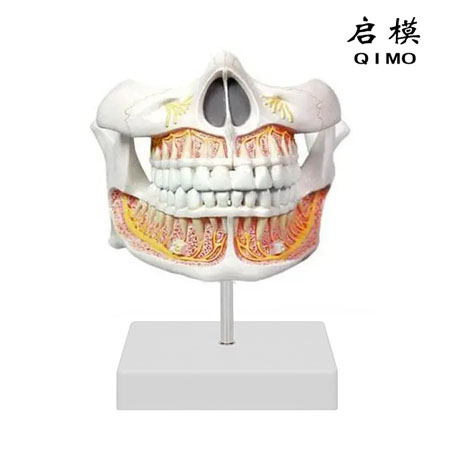 恒牙立体模型