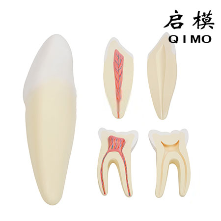 切牙、尖牙、磨牙模型