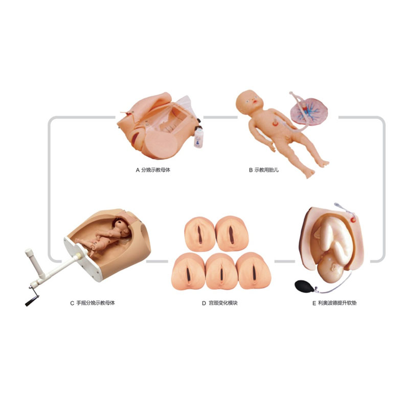 F54 高级腹部触诊、分娩机转综合模型