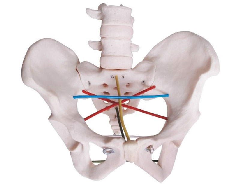 F24 骨盆测量示教模型