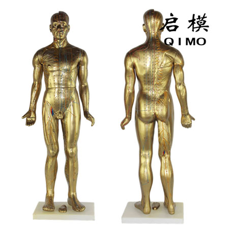 针灸铜人模型（男性50cm）